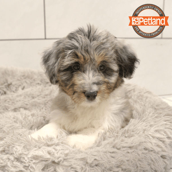 Aussiedoodle-Dog-Female---Petland Overland Park, Kansas