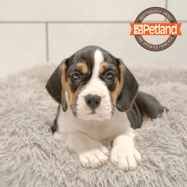 Petland puppies for sale near me online