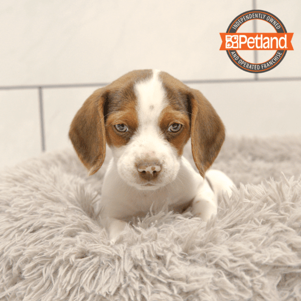 Beagle-Dog-Female---Petland Overland Park, Kansas