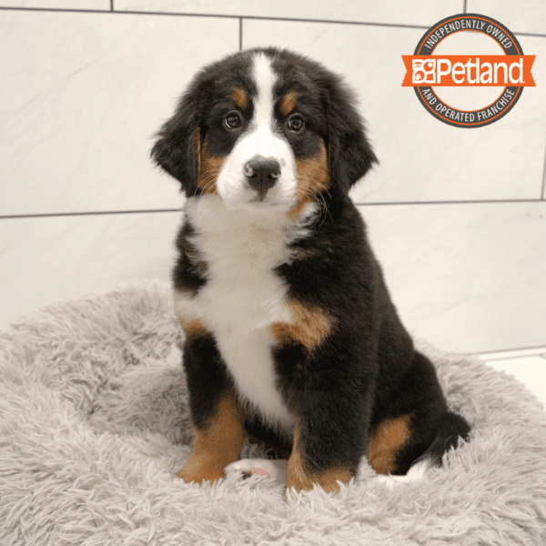 Bernese Mountain Dog-Dog-Male---Petland Overland Park, Kansas
