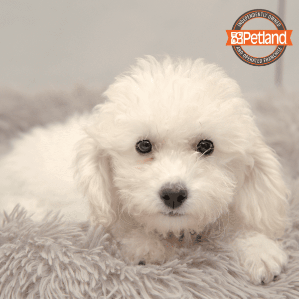 Bichapoo-Dog-Female---Petland Overland Park, Kansas