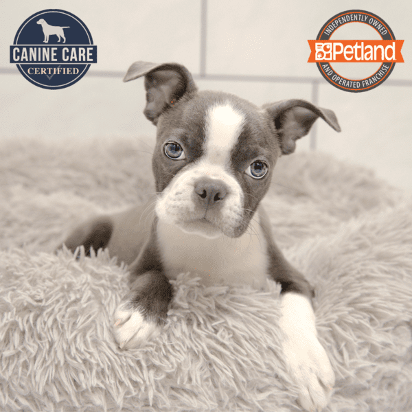Boston Terrier-Dog-Female---Petland Overland Park, Kansas