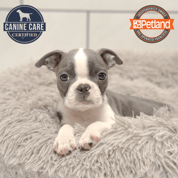 Boston Terrier-Dog-Female---Petland Overland Park, Kansas