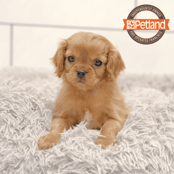 Cavalier King Charles Spaniel-Dog-Male---Petland Overland Park, Kansas