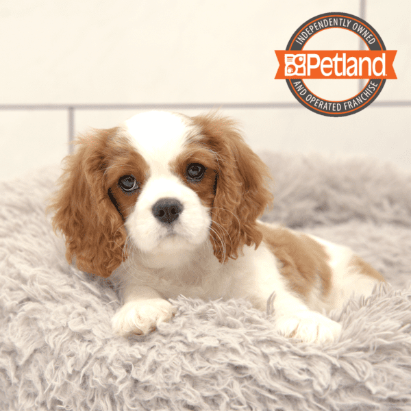 Cavalier King Charles Spaniel-Dog-Male---Petland Overland Park, Kansas