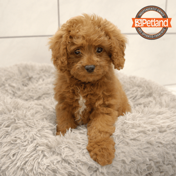 Cavapoo-Dog-Female---Petland Overland Park, Kansas