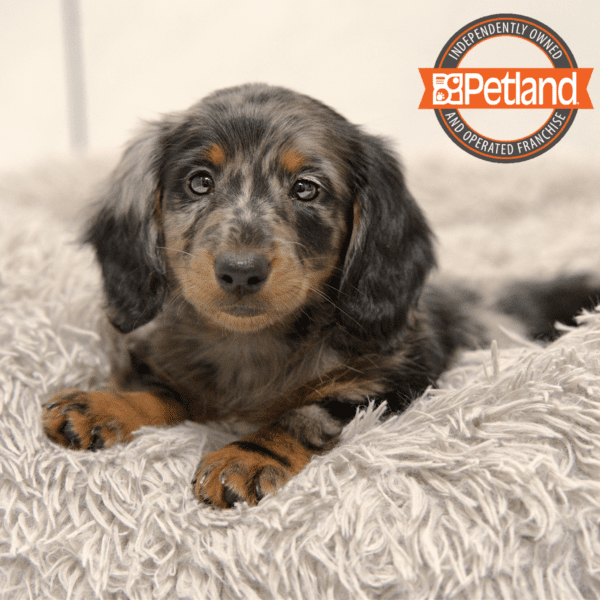 Dachshund-Dog-Female---Petland Overland Park, Kansas