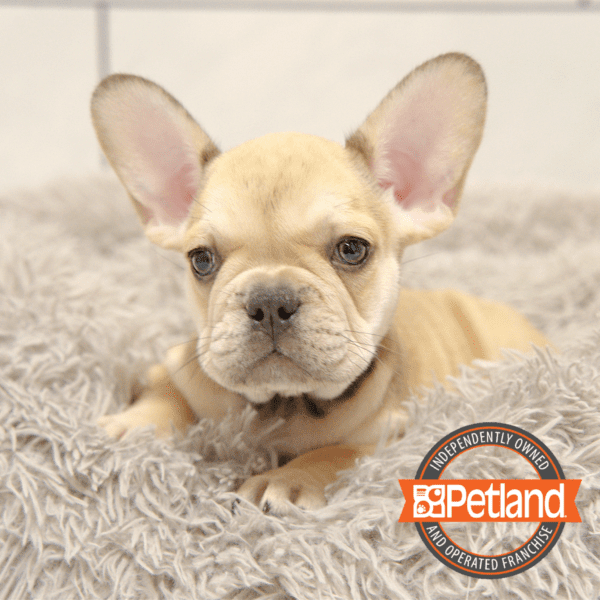 French Bulldog-Dog-Female---Petland Overland Park, Kansas