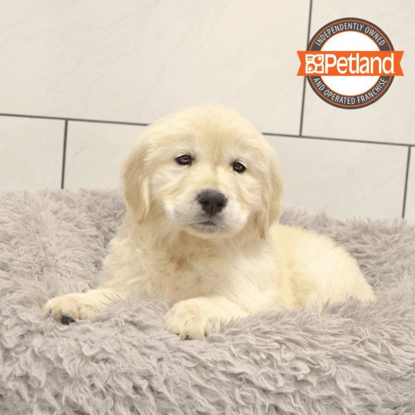 Golden Retriever-Dog-Female---Petland Overland Park, Kansas