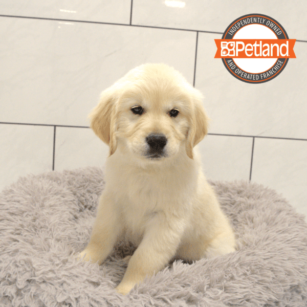 Golden Retriever-Dog-Male---Petland Overland Park, Kansas