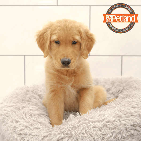 Golden Retriever-Dog-Male---Petland Overland Park, Kansas