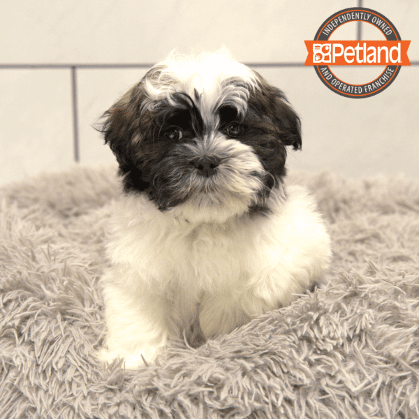 Havanese-Dog-Male---Petland Overland Park, Kansas