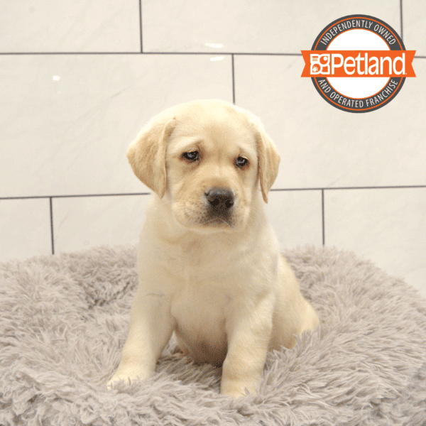 Labrador Retriever-Dog-Female---Petland Overland Park, Kansas