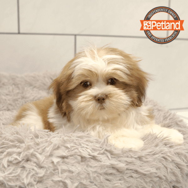 Lhasa Apso-Dog-Female---Petland Overland Park, Kansas