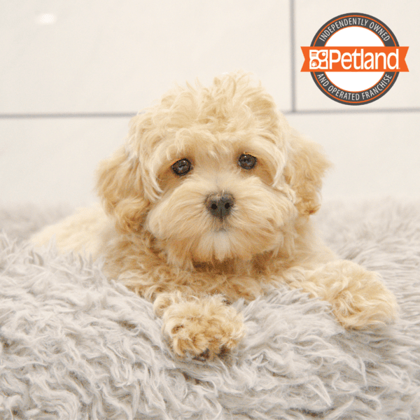 Maltipoo-Dog-Female---Petland Overland Park, Kansas