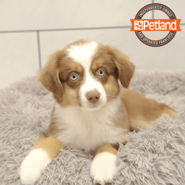 Miniature Australian Shepherd-Dog-Female---Petland Overland Park, Kansas