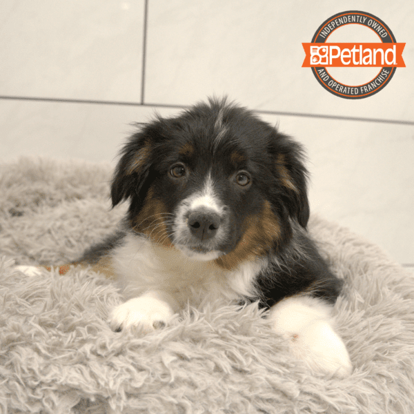 Miniature Australian Shepherd-Dog-Male---Petland Overland Park, Kansas