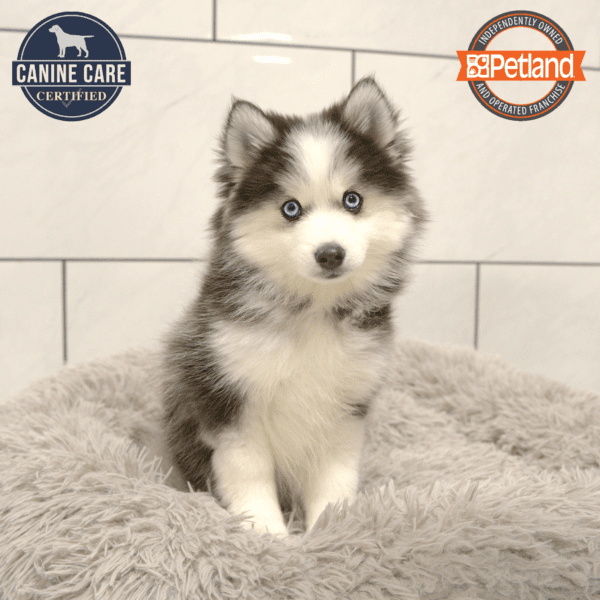 Pomsky-Dog-Female---Petland Overland Park, Kansas