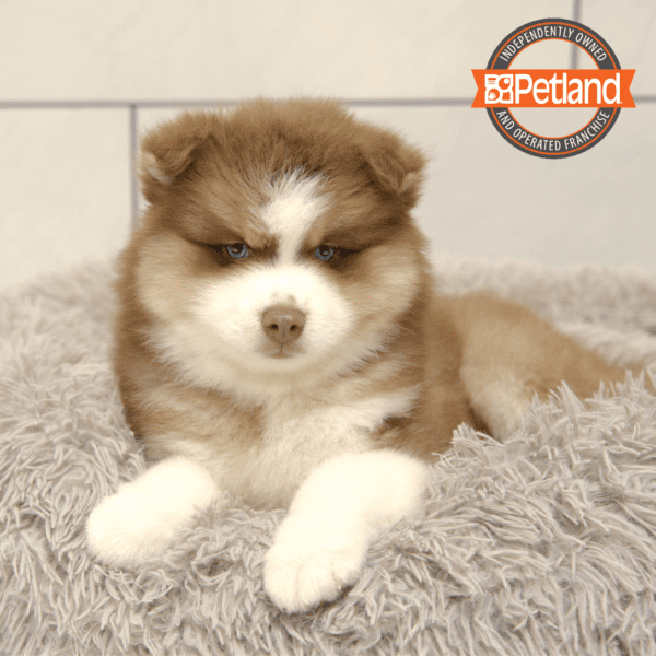 Pomsky-Dog-Male---Petland Overland Park, Kansas