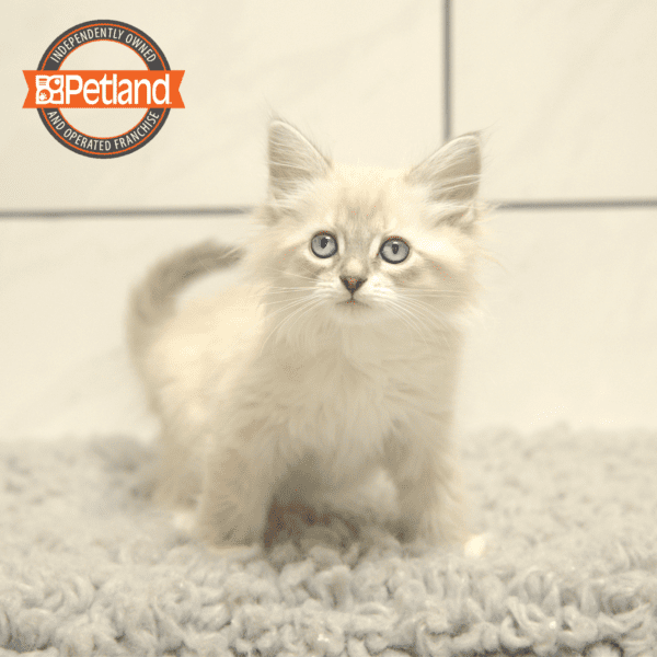 Ragamuffin-Cat-Female---Petland Overland Park, Kansas