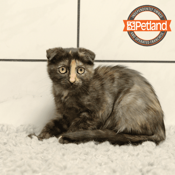 Scottish Fold-Cat-Female---Petland Overland Park, Kansas