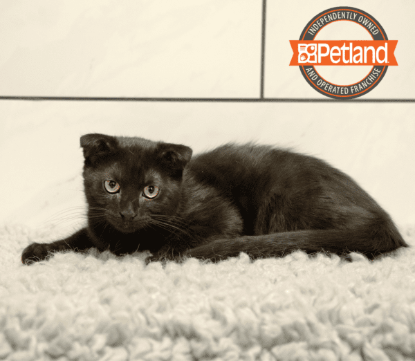 Kittens for Sale Petland Overland Park Kansas