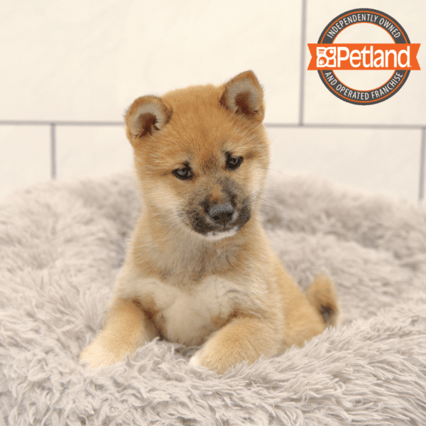 Shiba Inu-Dog-Male---Petland Overland Park, Kansas