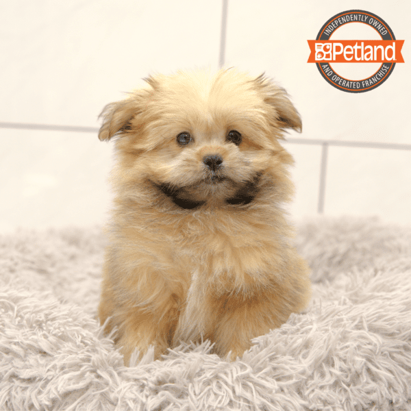 Shiranian-Dog-Female---Petland Overland Park, Kansas