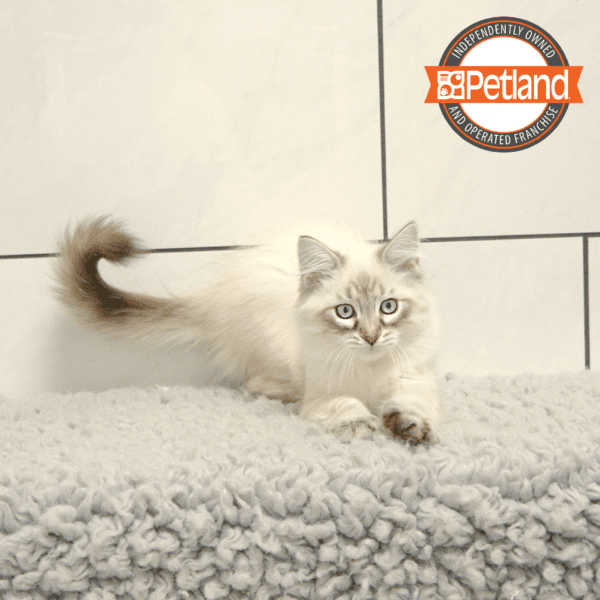 Siberian Cat-Cat-Male---Petland Overland Park, Kansas