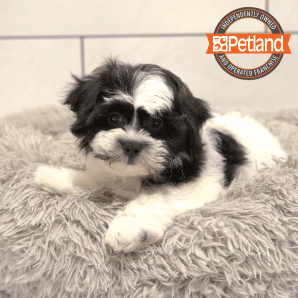 Teddy Bear-Dog-Male---Petland Overland Park, Kansas