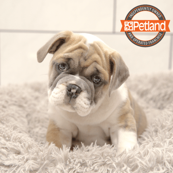 Victorian Bulldog-Dog-Male---Petland Overland Park, Kansas