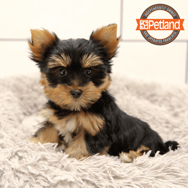 Yorkshire Terrier-Dog-Female---Petland Overland Park, Kansas