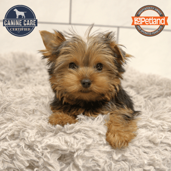 Yorkshire Terrier-Dog-Male---Petland Overland Park, Kansas