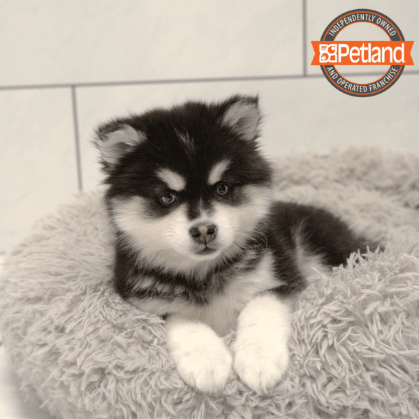 Alaskan Klee Kai-Dog-Female---Petland Overland Park, Kansas