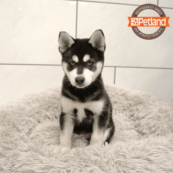 Alaskan Klee Kai-Dog-Male---Petland Overland Park, Kansas
