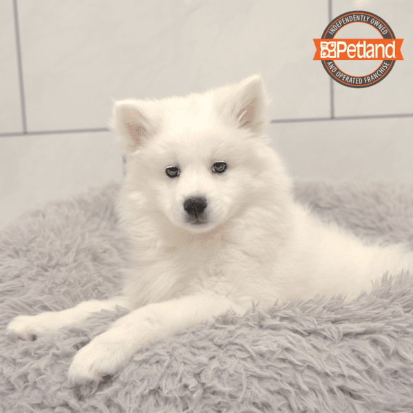 American Eskimo Dog-Dog-Male---Petland Overland Park, Kansas