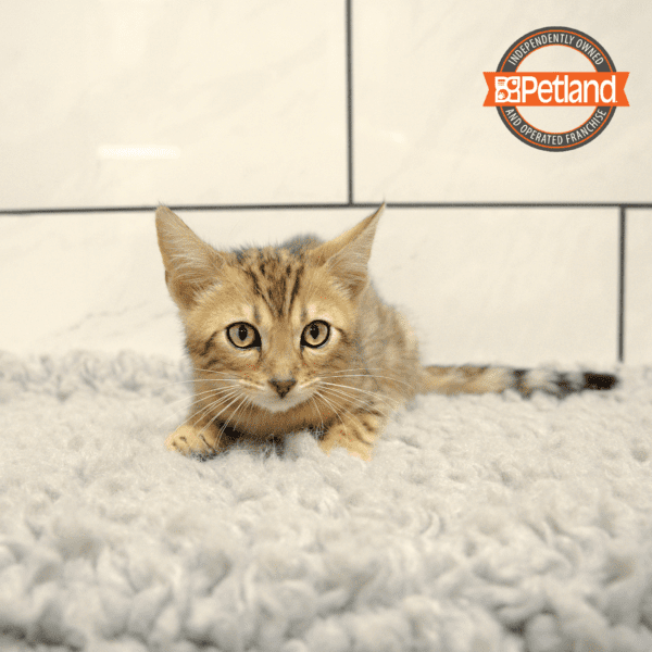 Bengal-Cat-Male---Petland Overland Park, Kansas