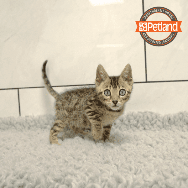 Bengal-Cat-Male---Petland Overland Park, Kansas