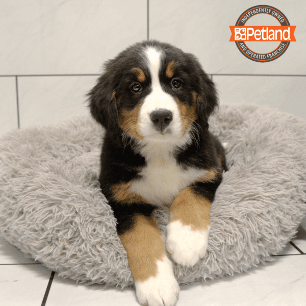 Bernese Mountain Dog-Dog-Female---Petland Overland Park, Kansas