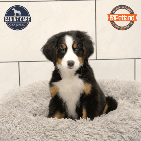 Bernese Mountain Dog-Dog-Male---Petland Overland Park, Kansas