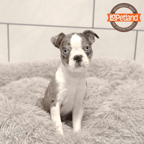 Boston Terrier-Dog-Female---Petland Overland Park, Kansas