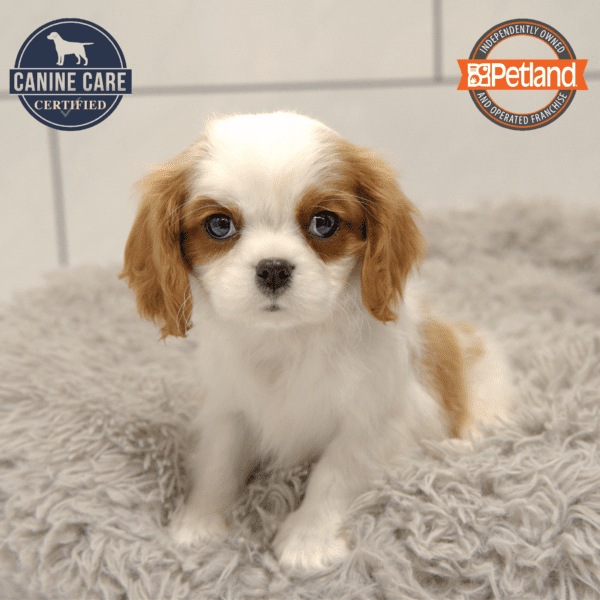 Cavalier King Charles Spaniel-Dog-Male---Petland Overland Park, Kansas