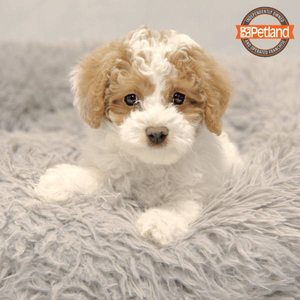 Cavapoo F2-Dog-Female---Petland Overland Park, Kansas