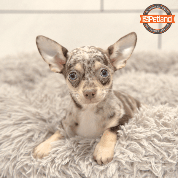Chihuahua-Dog-Female---Petland Overland Park, Kansas