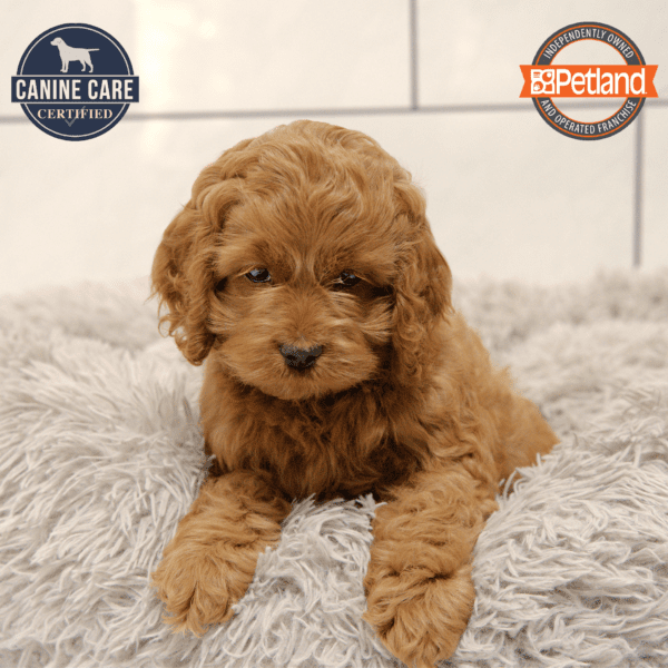 Cock A Poo-Dog-Female---Petland Overland Park, Kansas