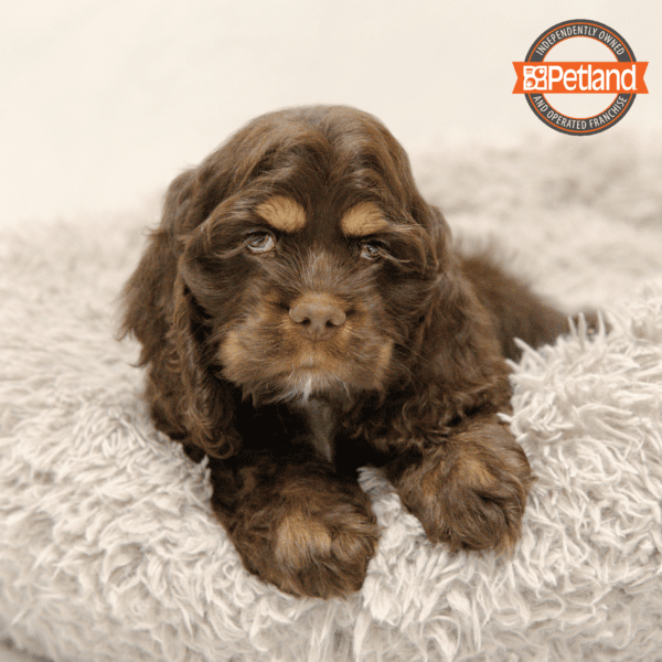 Cocker Spaniel-Dog-Male---Petland Overland Park, Kansas