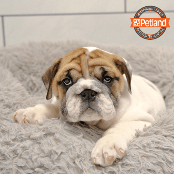 Bulldog-Dog-Female---Petland Overland Park, Kansas