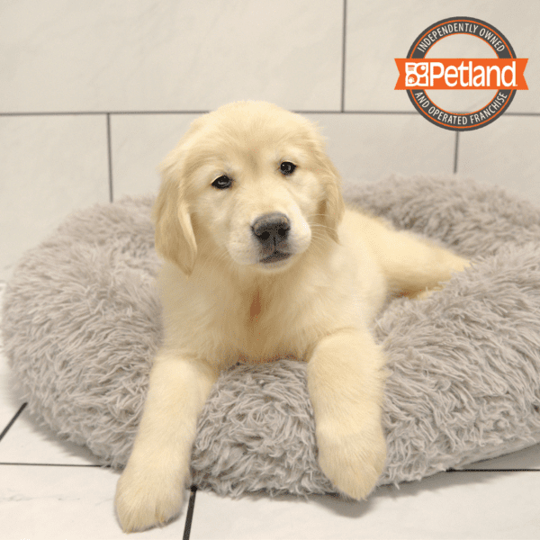 Golden Retriever-Dog-Female---Petland Overland Park, Kansas