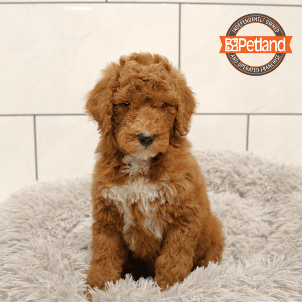 Goldendoodle-Dog-Male---Petland Overland Park, Kansas