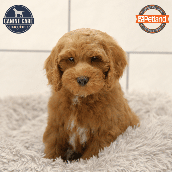 Goldendoodle Mini 2nd Gen-Dog-Male---Petland Overland Park, Kansas